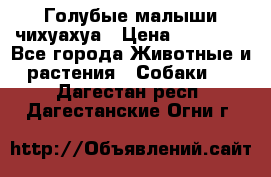 Голубые малыши чихуахуа › Цена ­ 25 000 - Все города Животные и растения » Собаки   . Дагестан респ.,Дагестанские Огни г.